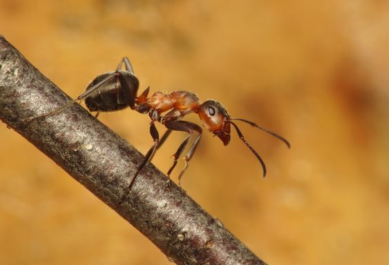 Formica ants