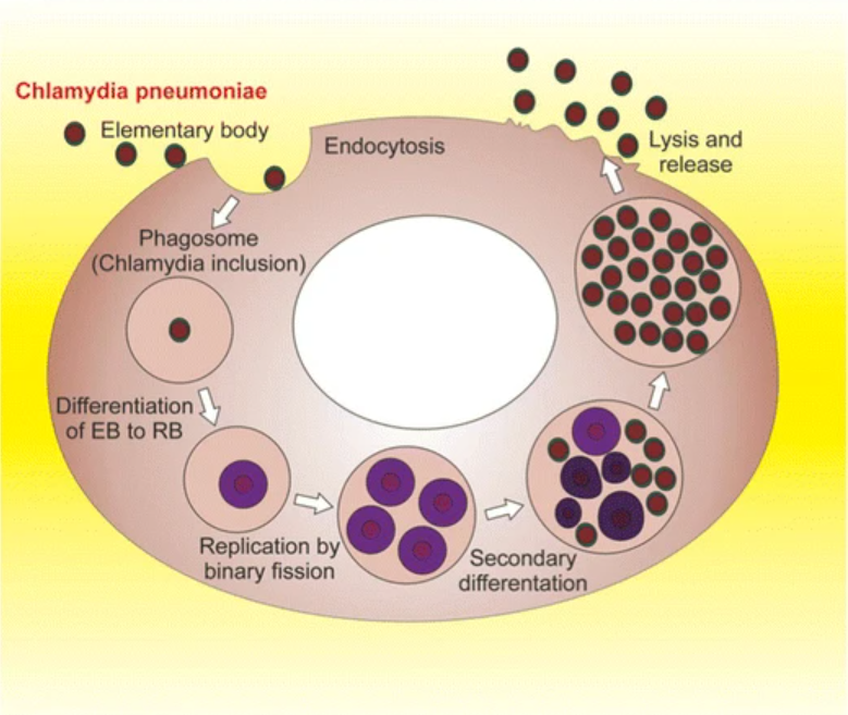 Хламидии пневмо. Chlamydophila pneumoniae антибиотики. Хламидии пневмонии. Жизненный цикл хламидий.