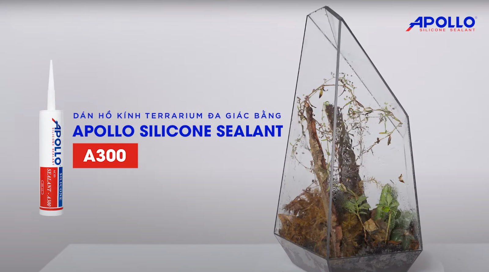 Dán hồ kính terrarium đa giác sáng tạo với Apollo A300