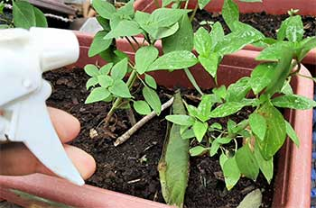 Can ants be beneficial for indoor herbs like basil