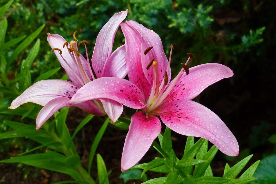 pink lily, lilies are poisonous to dogs