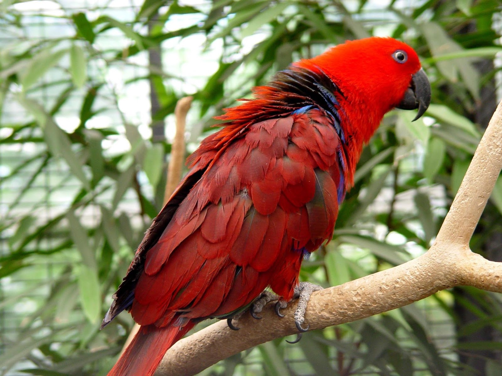 Eclectus Red Sided