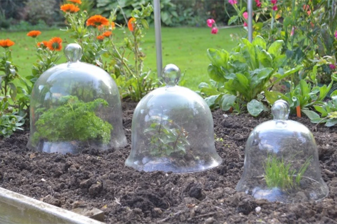 Cloches help overwinter and ripen crops.