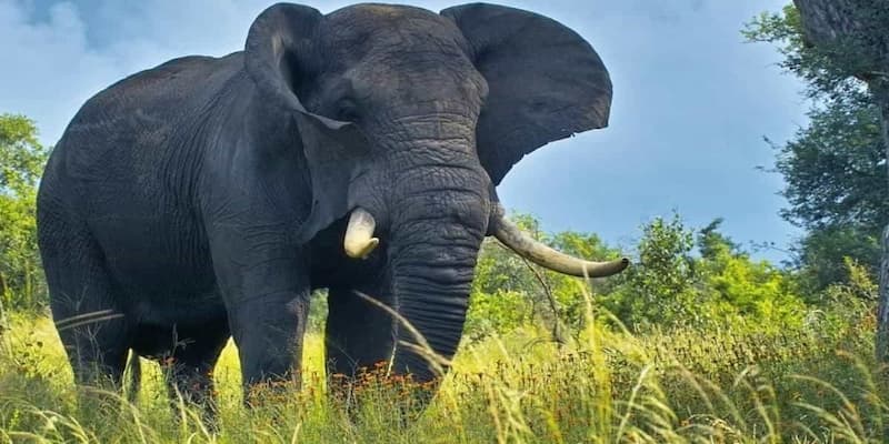 Chiêm bao thấy voi màu đen có điềm báo gì?