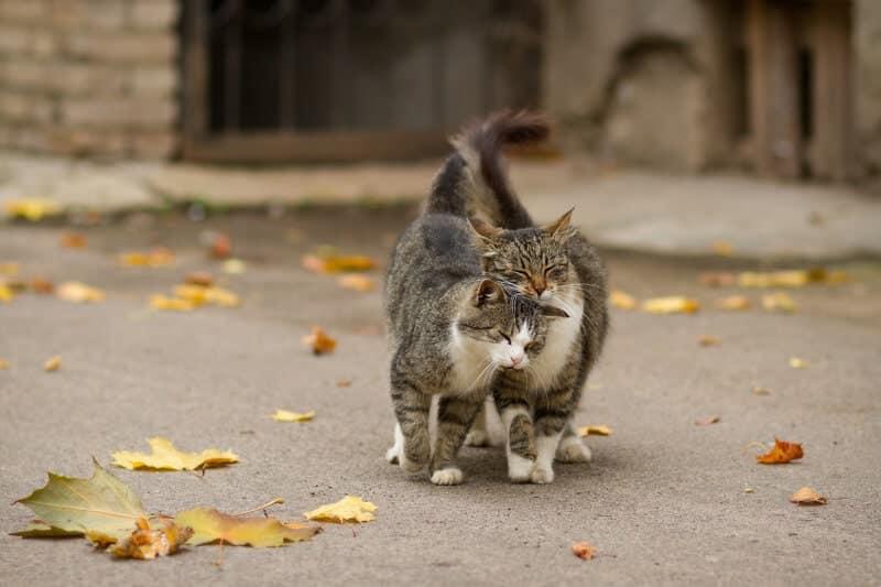 dos gatos blancos se frotan las caras en la hierba, asociaciones positivas, vinculación