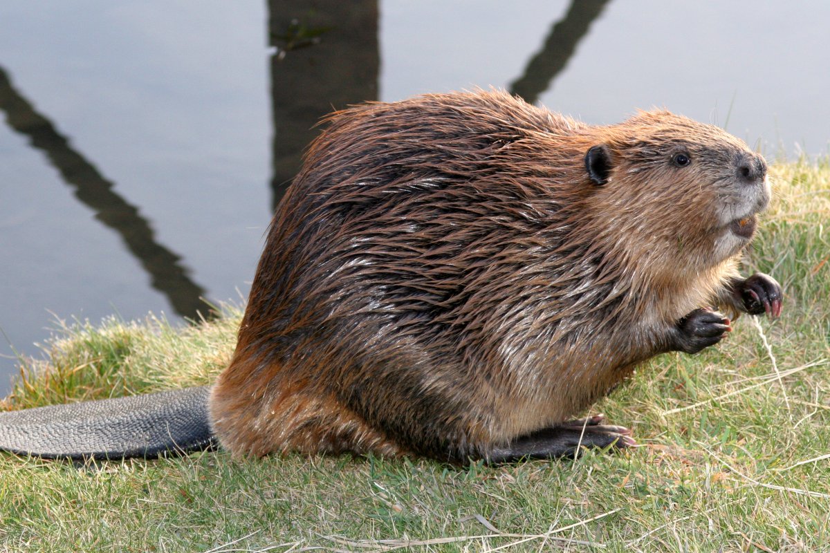 Sheared Beaver Coat