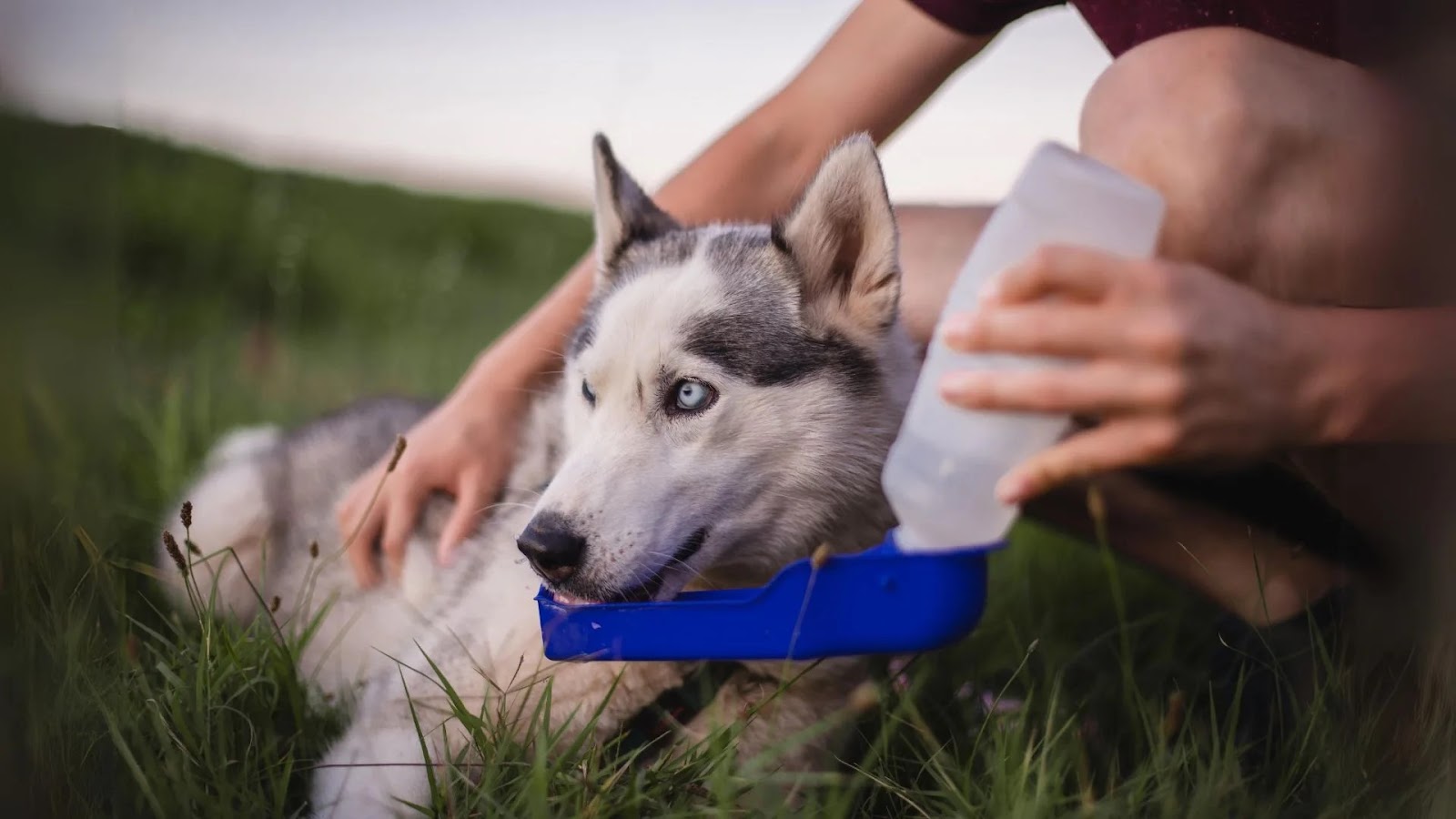 Pet Water Bottle