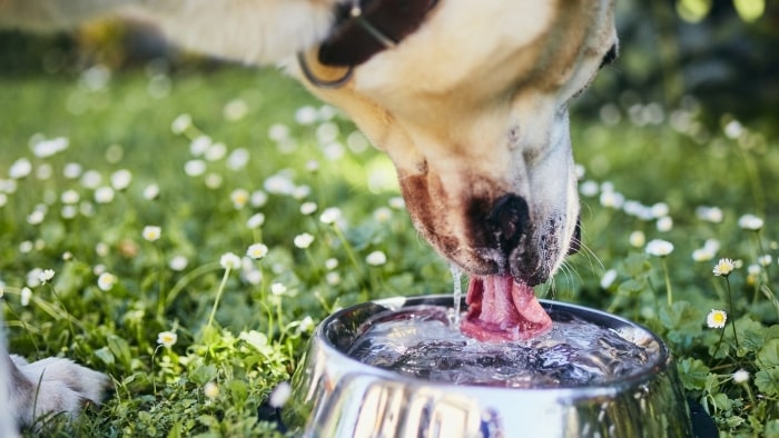 Dehydration in dogs