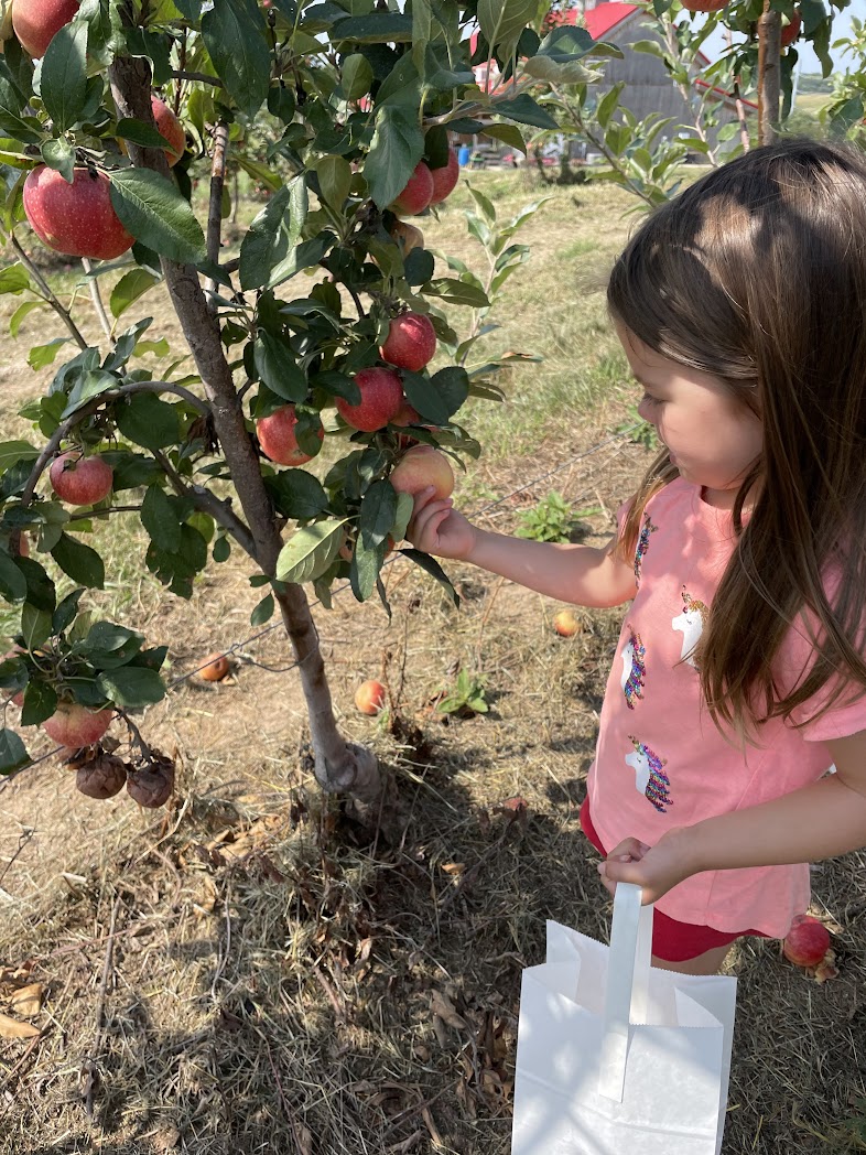 A girl apple picking at Weston Orchard in Weston Missouri