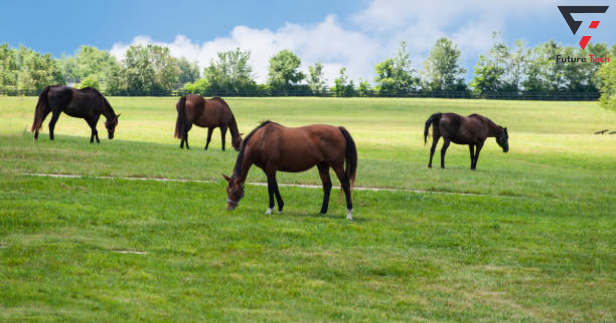 Pick the Right Seed for Your Horse's Pasture