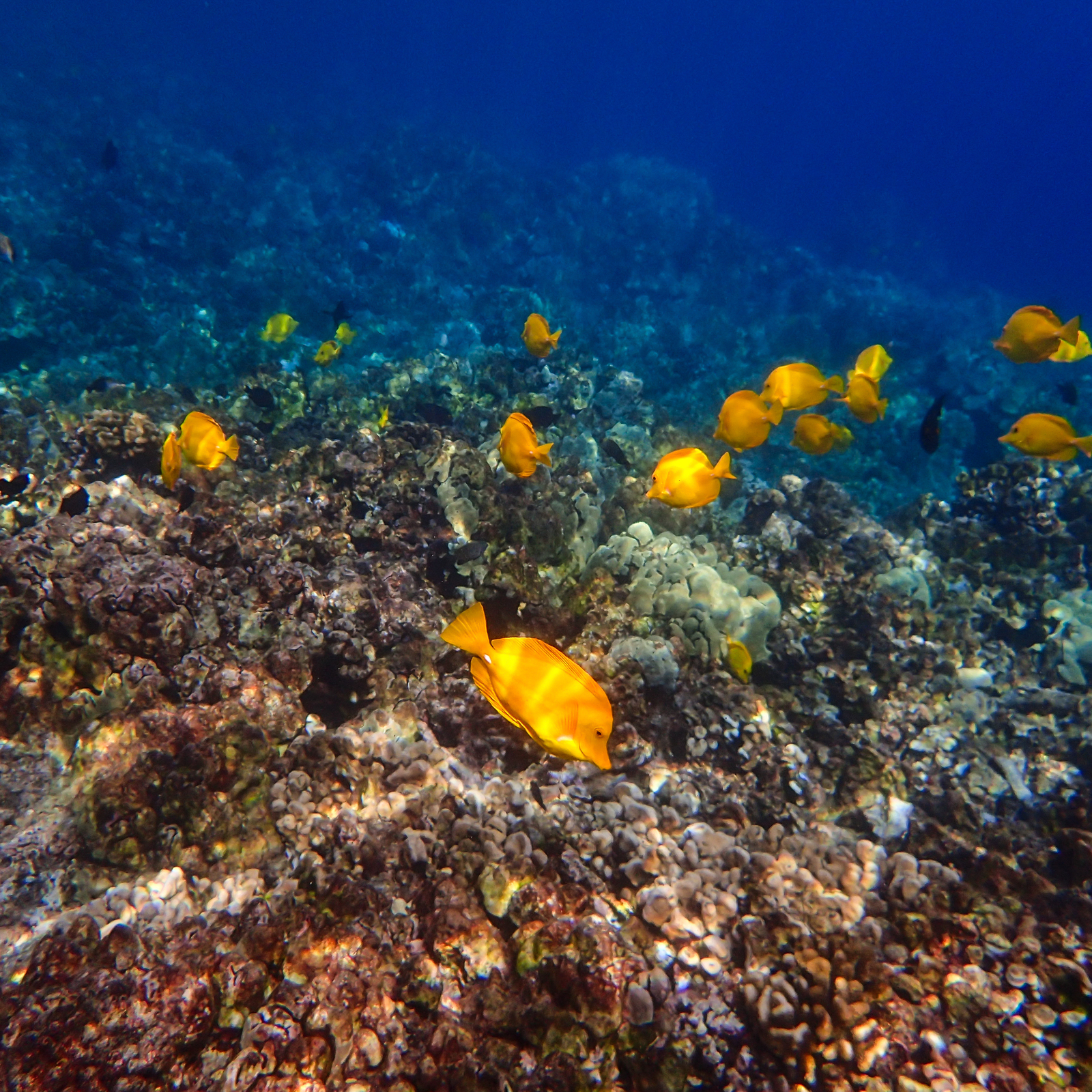 yellow tang