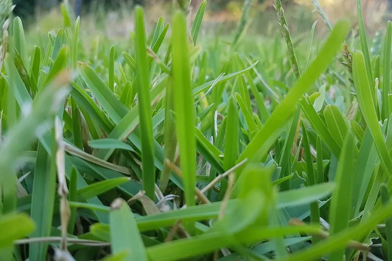 Leaf Blade