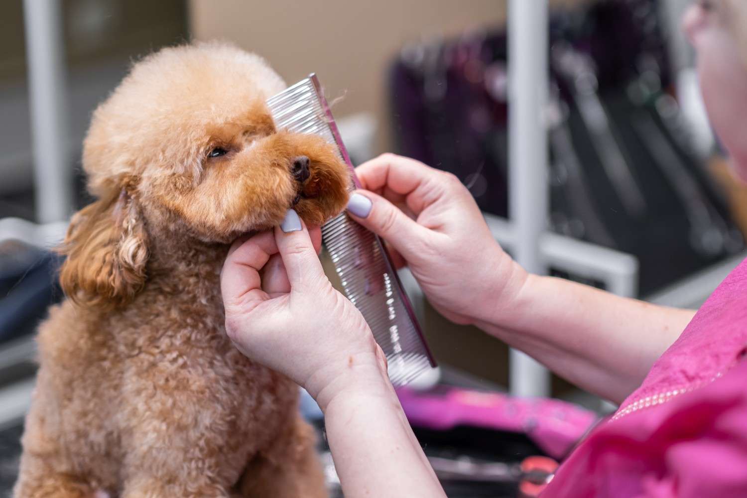 grooming a poodle at home