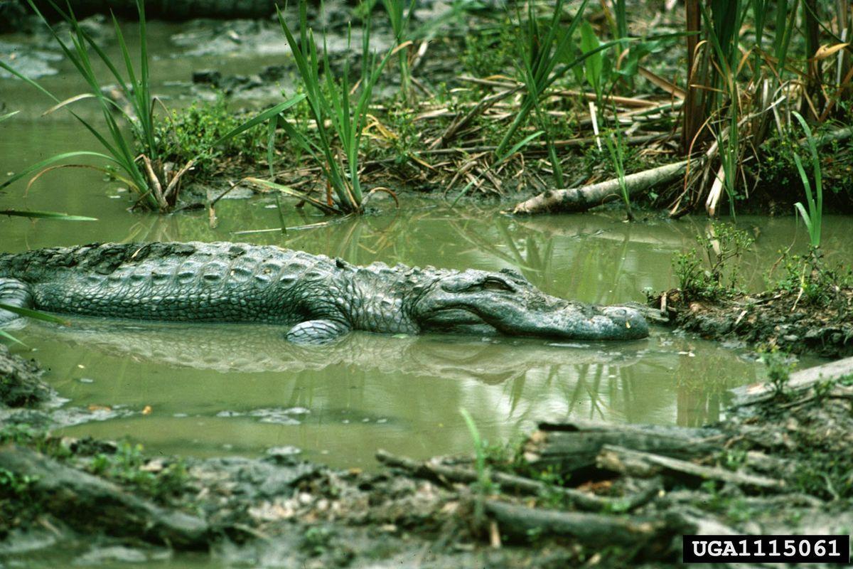 Understanding Alligator Brumation
