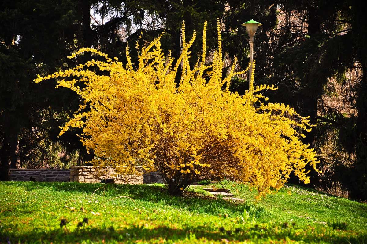 Forsythia (Forsythia suspensa)