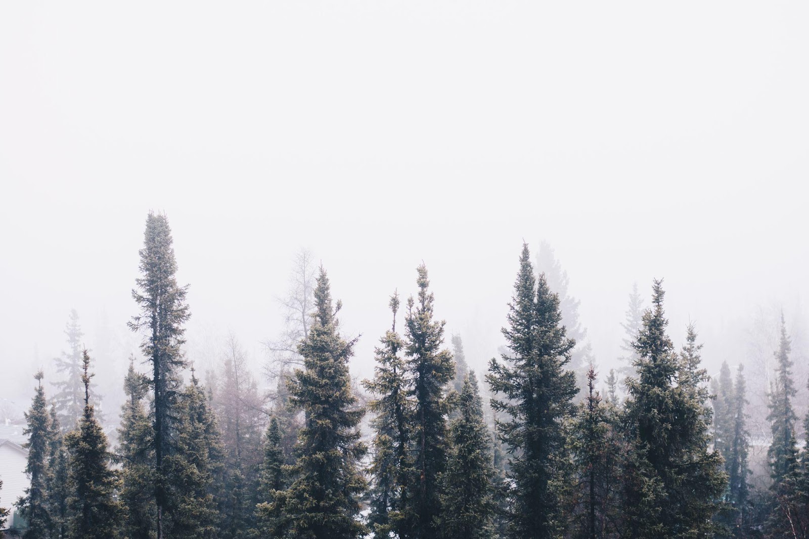 Planting Trees for a Greener Tomorrow