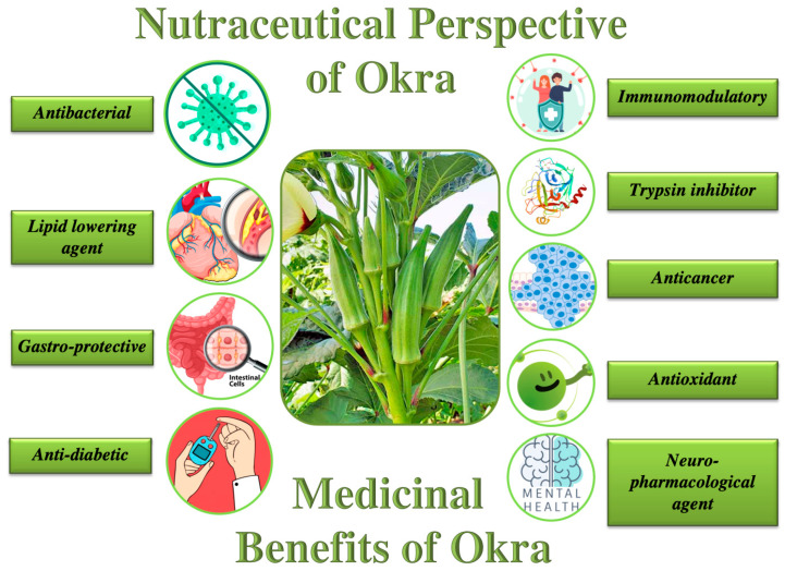 5 Potential Health Benefits of Okra According to Studies
