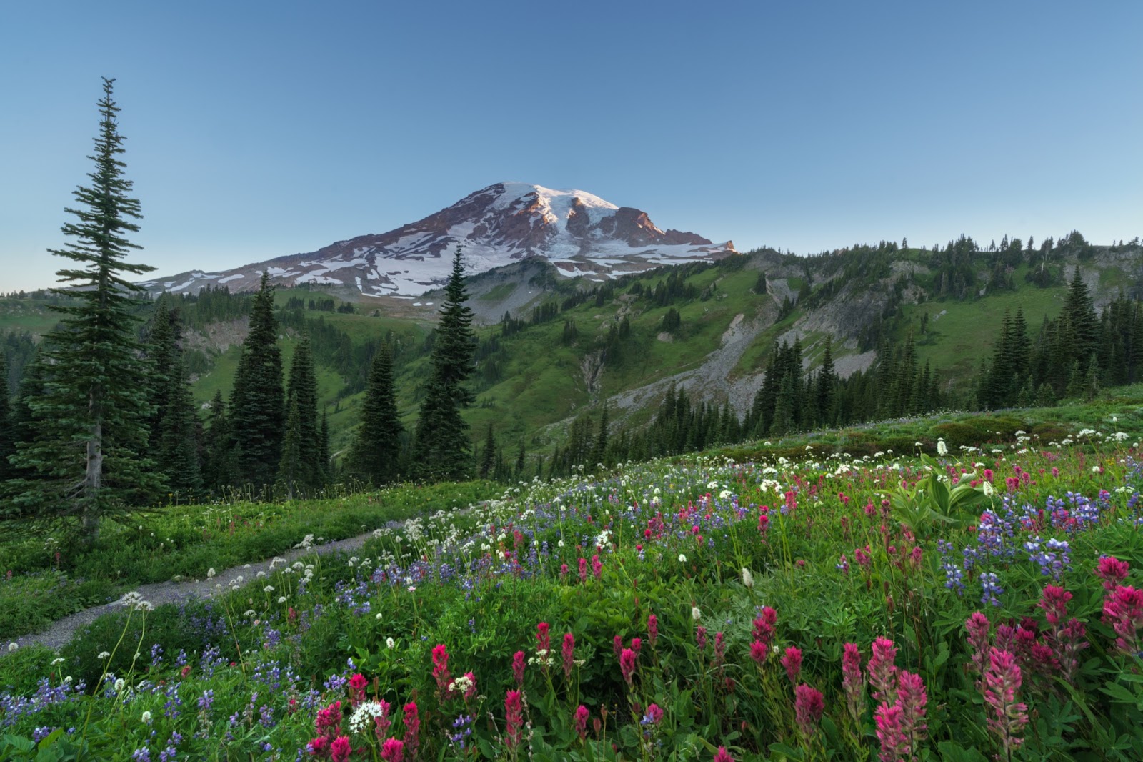 mount rainier with wildflowers in the foreground