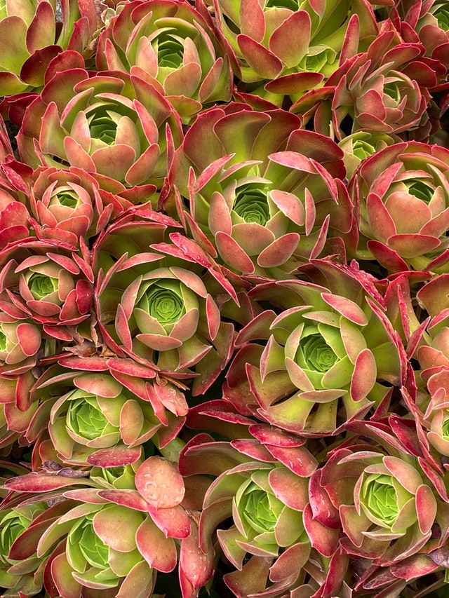 Succulent Leaves Turning Red