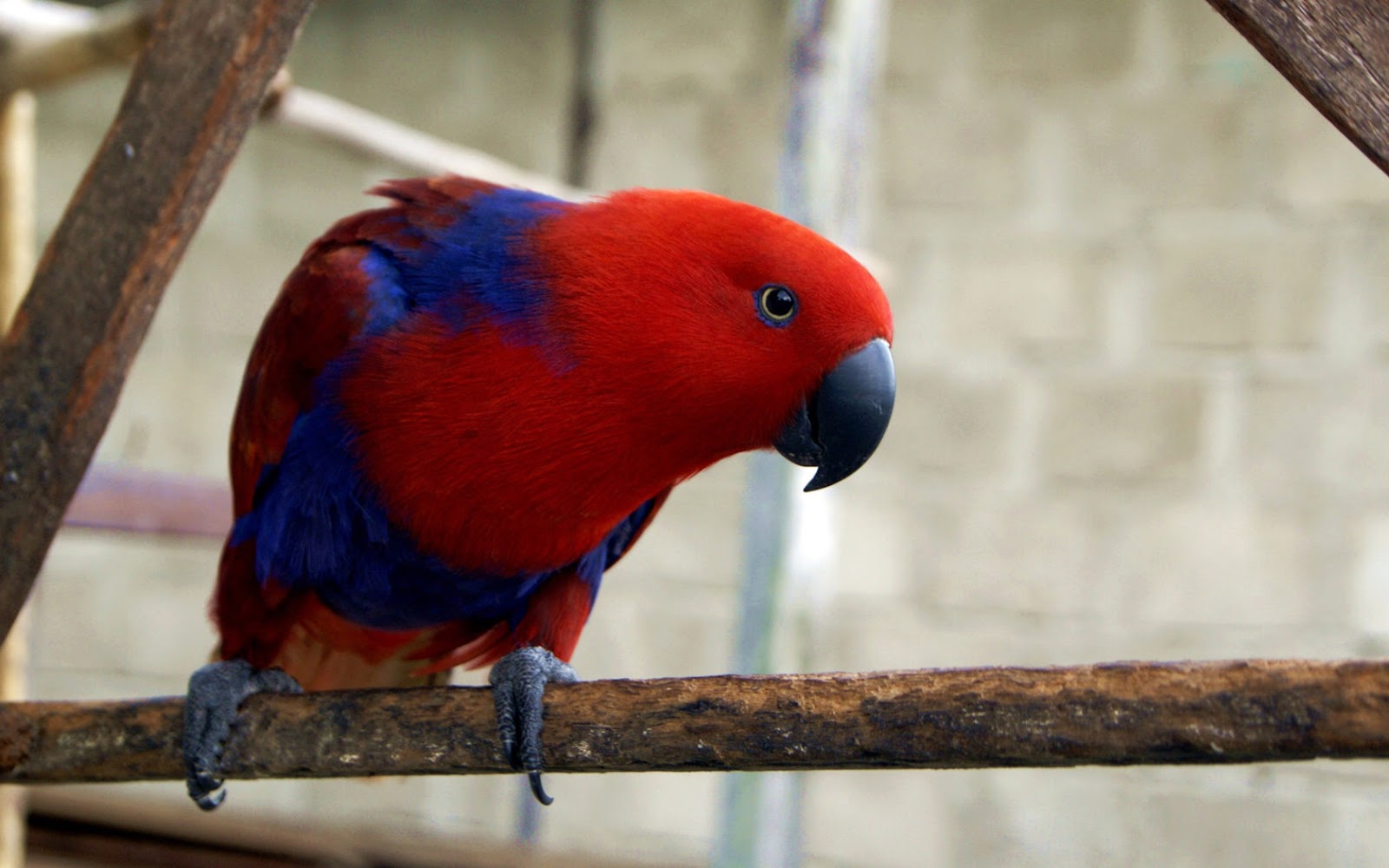 Eclectus Talking Parrot