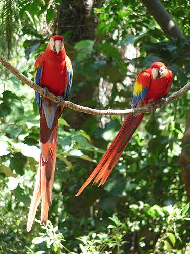 Honduras Tucans