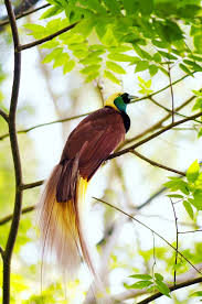 Image result for papua new guinea national bird