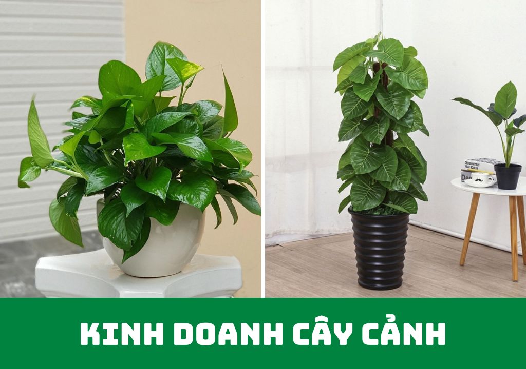 kinh doanh cây cảnh