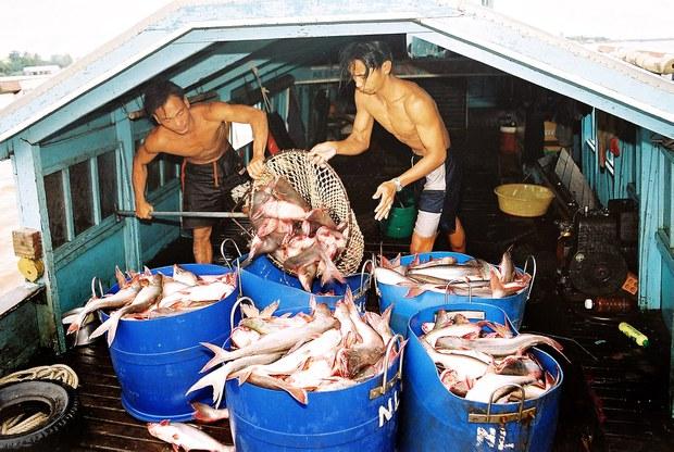 Tôm và cá tra của Việt Nam xuất sang Trung Quốc tăng gấp bốn lần vào tháng 1/2024