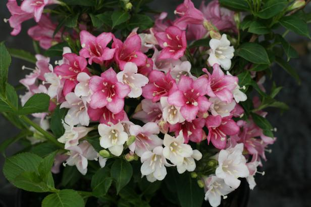 Weigla (Weigela florida)