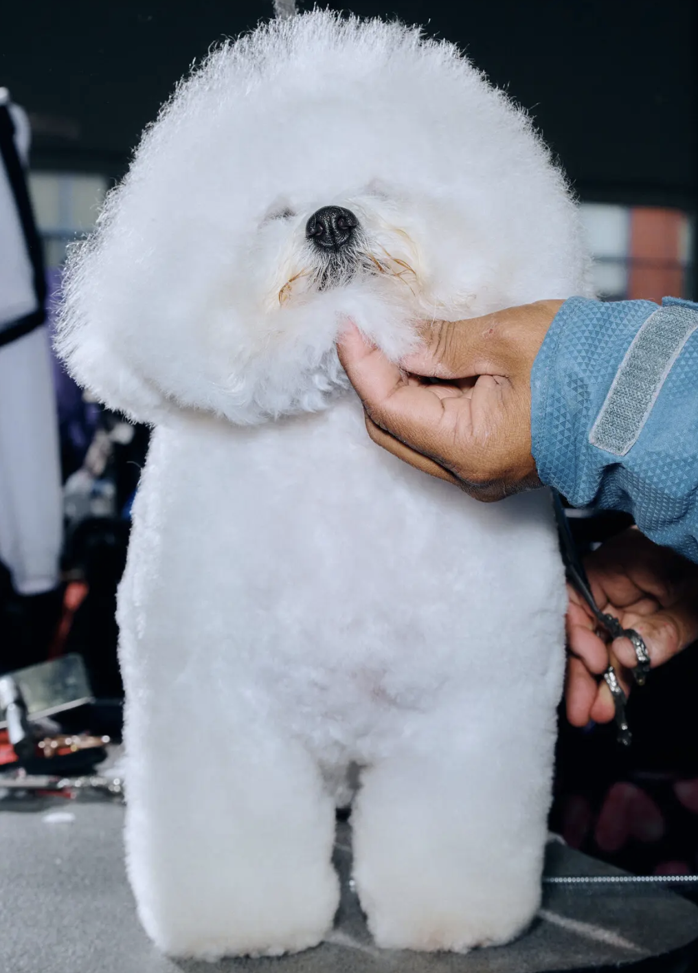 Photo of a fluffy poodle at the Westminster Dog Show.