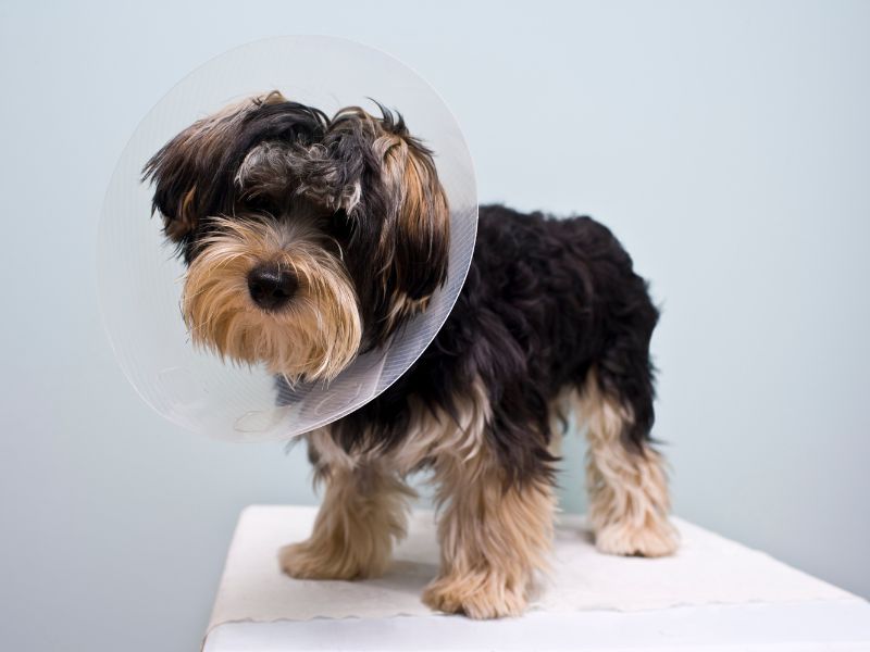 curso de castração de cães e gatos legislação