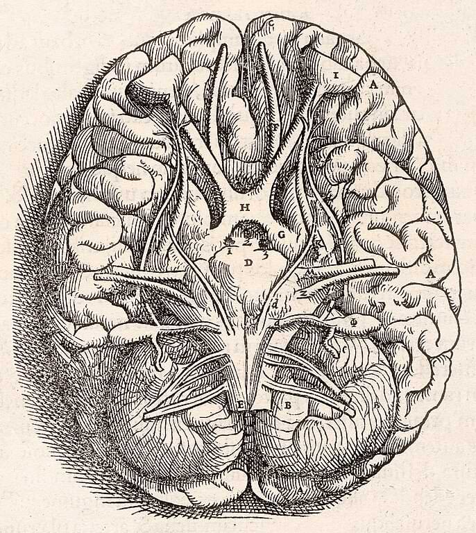 Illustration depicting the brain’s base, from Andreas Vesalius’s 1543 publication “De humani corporis fabrica”