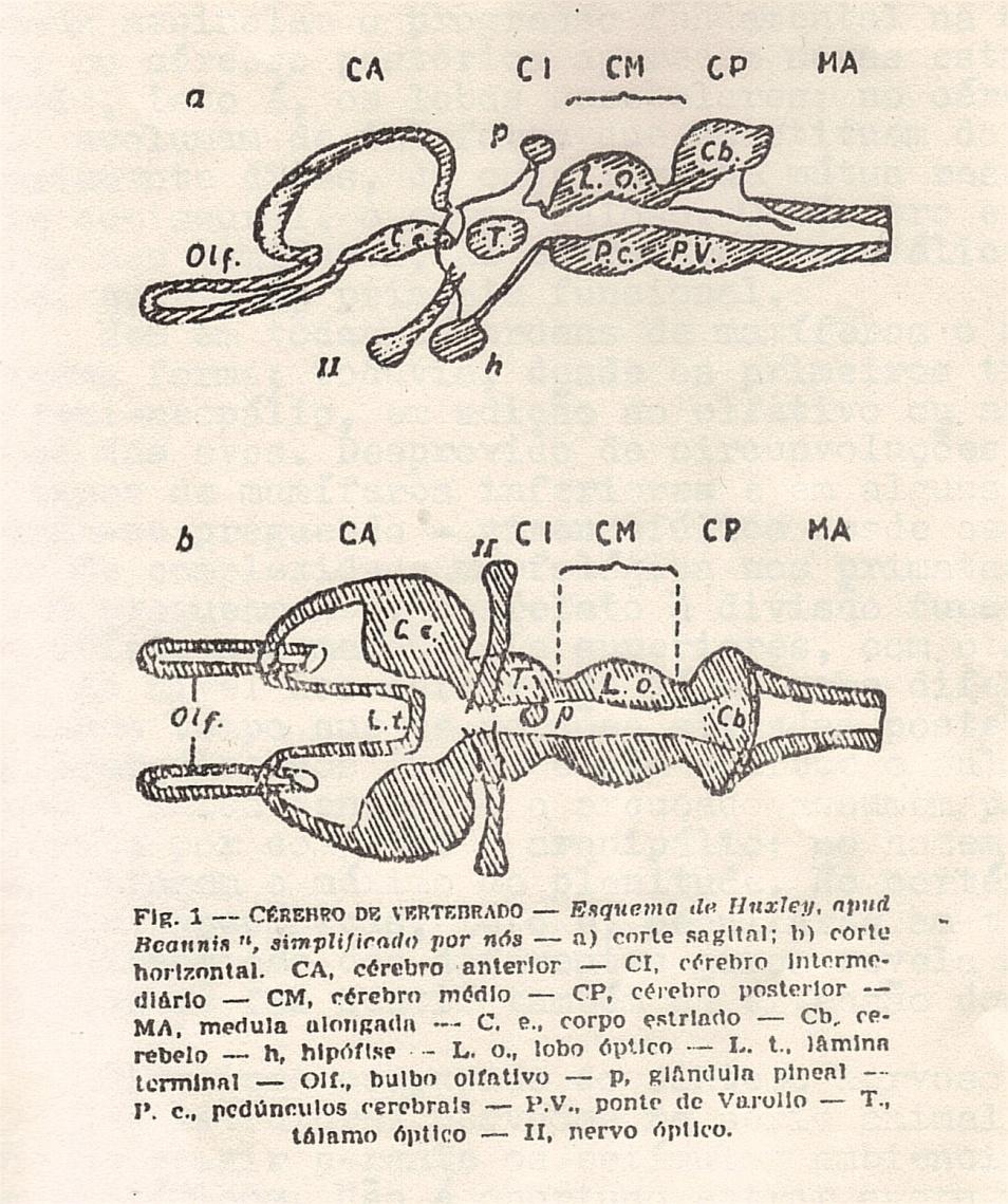 esquema 1 psicologia fisiológica.jpg