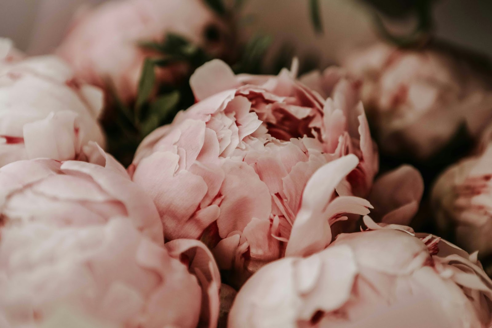 a bouquet of peonies