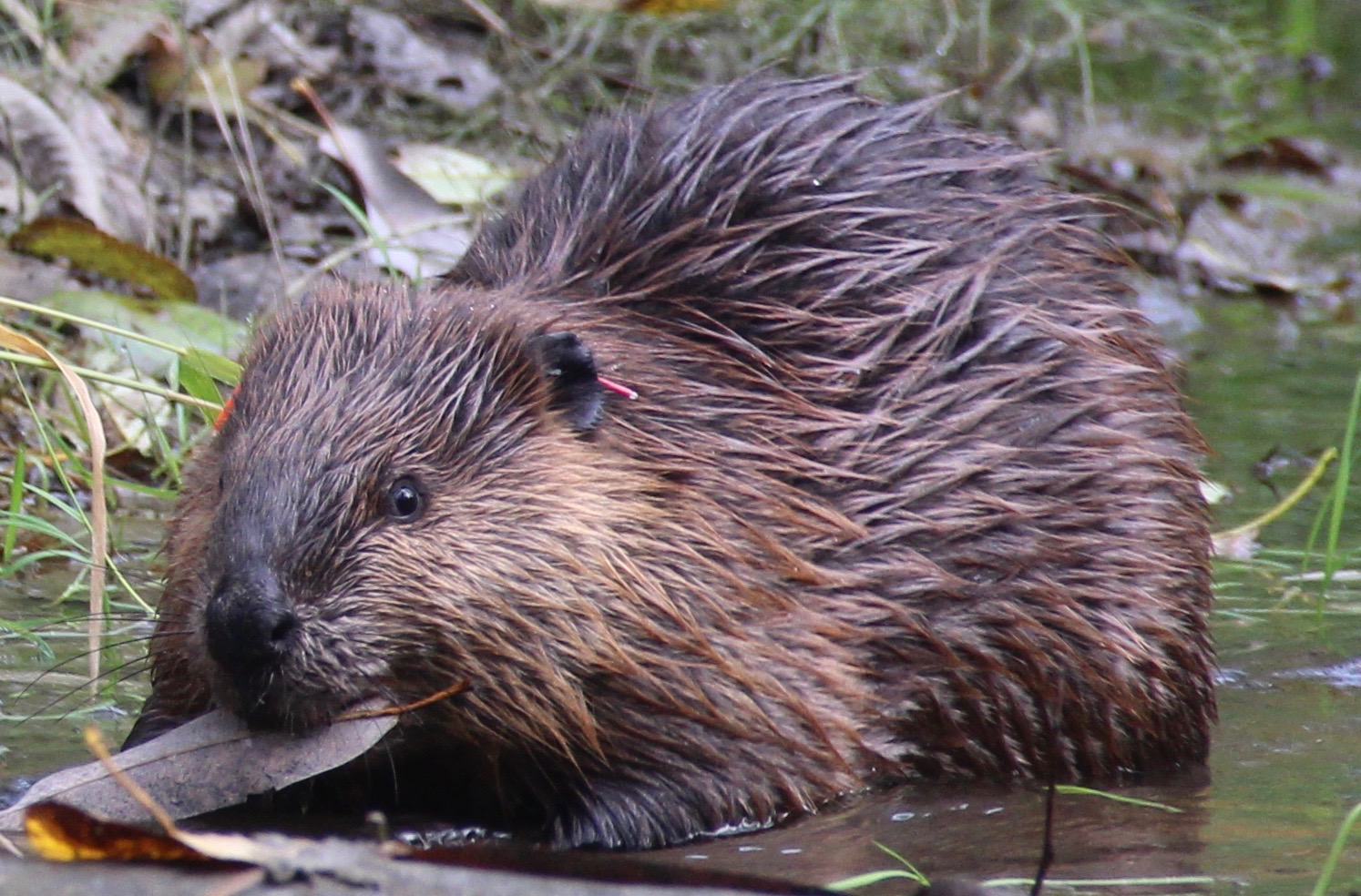 Extinct Giant Beaver