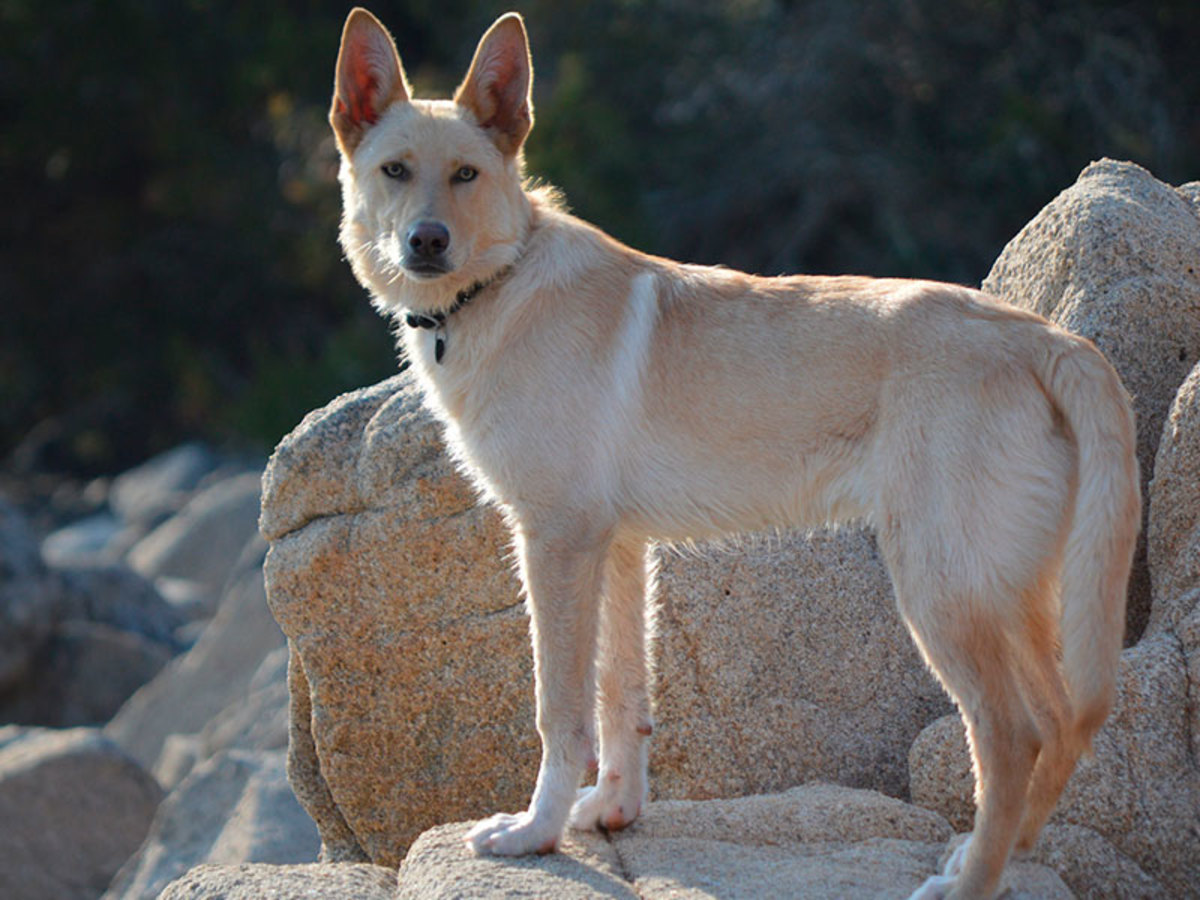 Galician Celtic Wolf Dog or Can de Palleiro