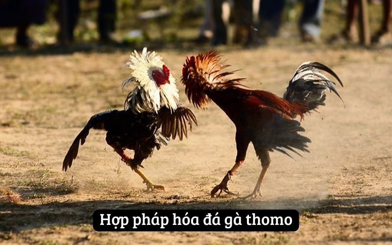 Hợp pháp hóa đá gà thomo