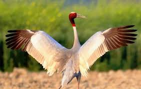 Image result for Sarus crane