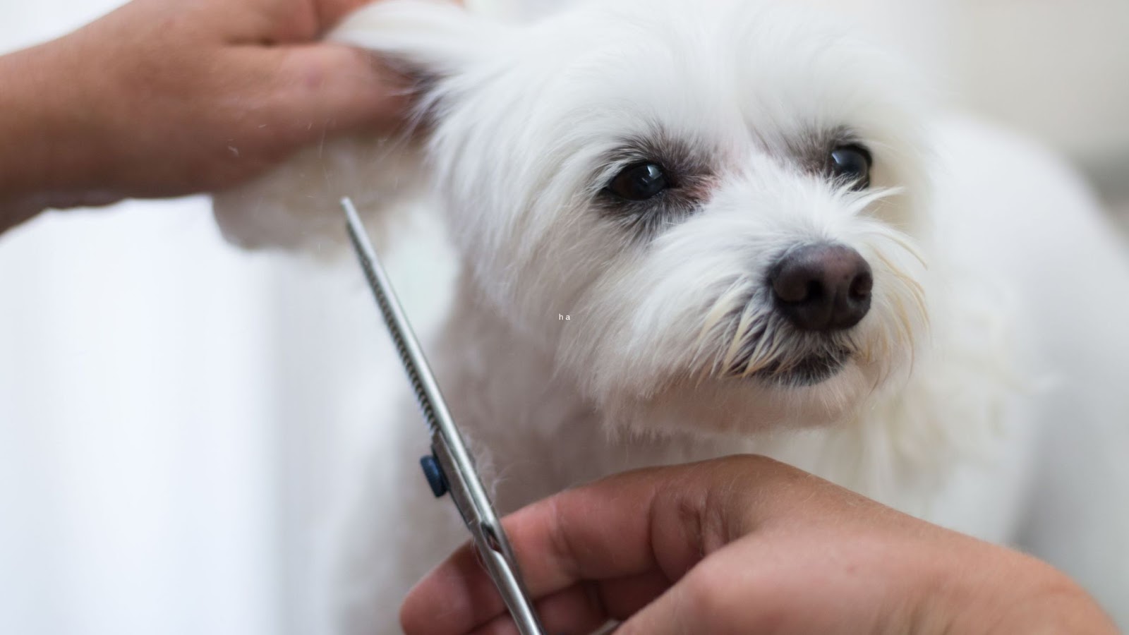 Maltese dog getting trimmed at grooming parlor will affect grooming time