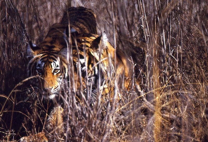 Two tigers crouched down in a patch of grass.