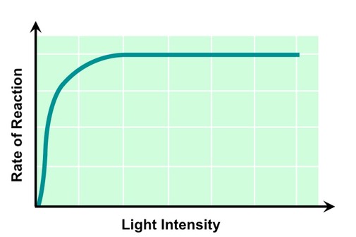 light intensity photosynthesis