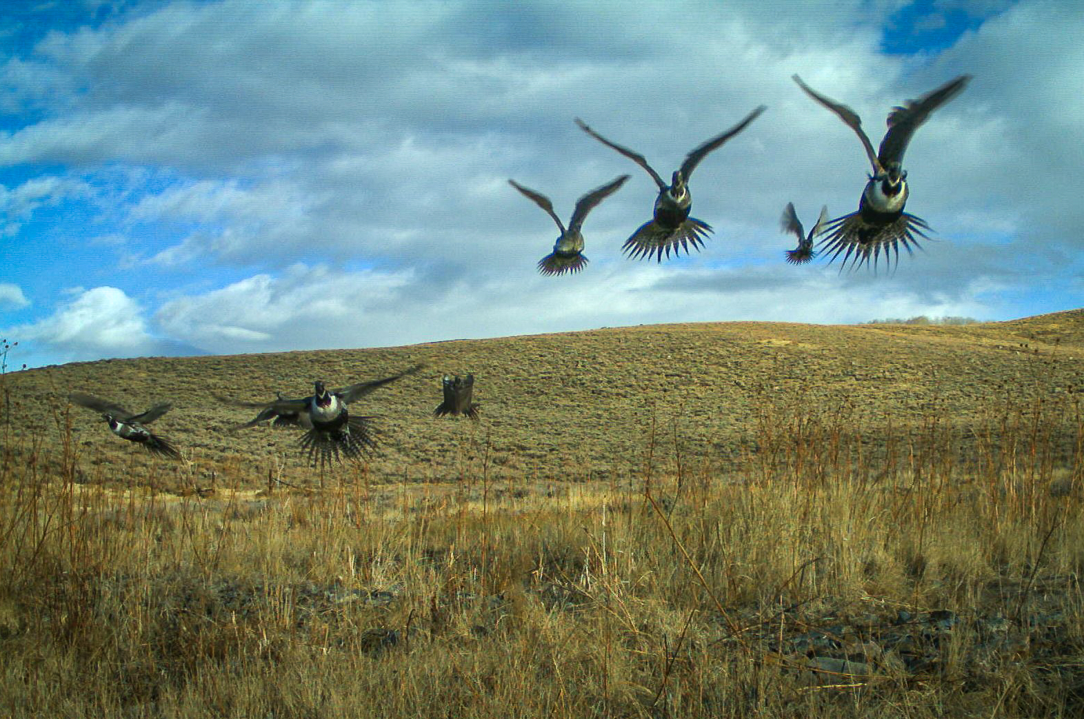 A camera trap captures a number of male Gunnison Sage-Grouse taking flight. © CPW/Nate Seward