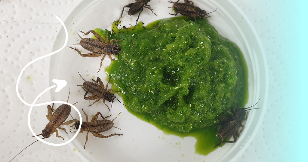 Gut loading to insects