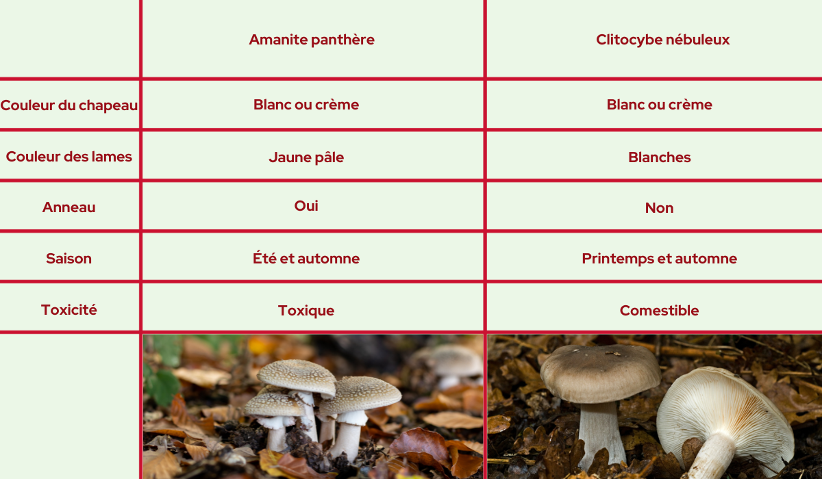 infographie-comparaison-de-champignons-vénéneux