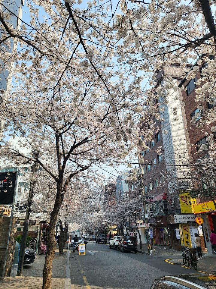 A photo of Korean cherry blossoms taken this year.