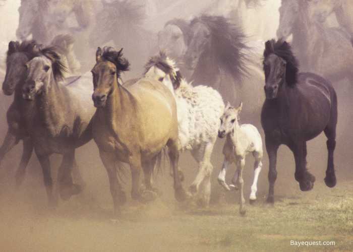 What Do Wild Horses Eat?