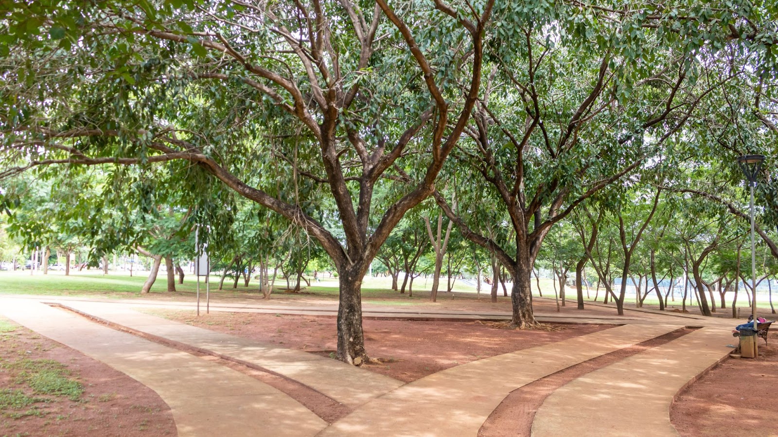 Foto das árvores do Parque dos Povos Indígenas. No chão, trilhas cimentadas para caminhar ao redor delas