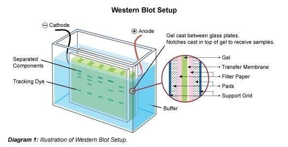 Western Blotting (Immunoblot): Gel Electrophoresis for Proteins