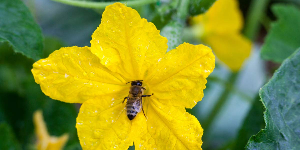 Lack of Pollination