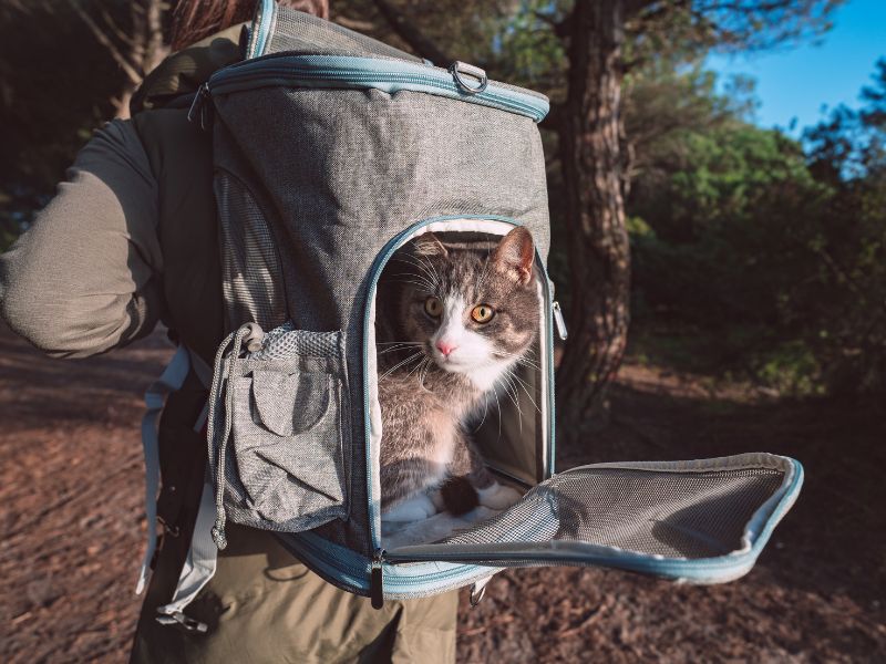 backpack-carrier